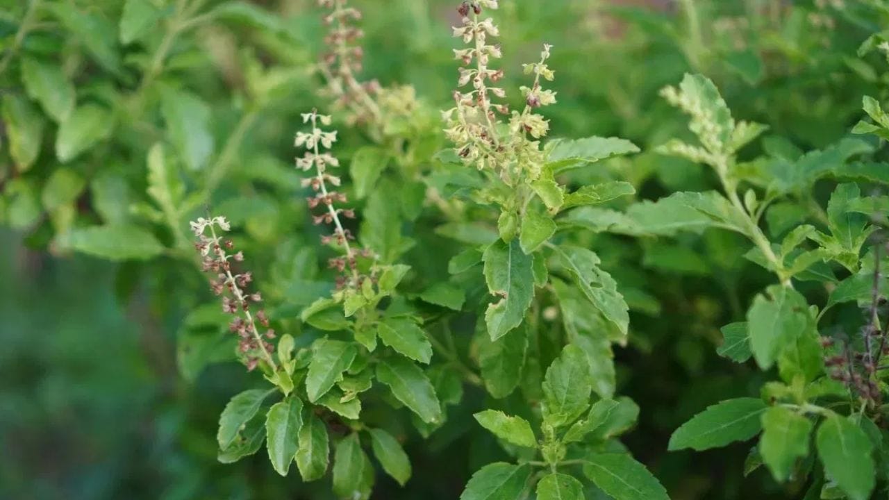 जर तुमच्या घरात आपोआप अनेक तुळशी उगवत असतील तर काय आहेत संकेत? वास्तुशास्त्र काय सांगतं?