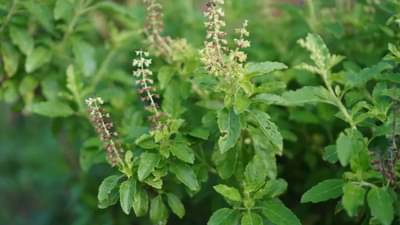 जर तुमच्या घरात आपोआप अनेक तुळशी उगवत असतील तर काय आहेत संकेत? वास्तुशास्त्र काय सांगतं?