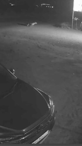 बिबट्याची धावत्या वाहनांवर झडप, धक्कादायक प्रसंग CCTV मध्ये कैद.