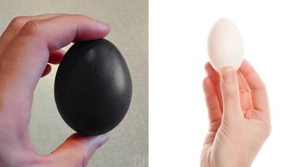 Black Egg -White Egg : काळं अंडं की पांढरं,तब्येतीसाठी कोणतं चांगलं ? दोघांमधला फरक काय ?