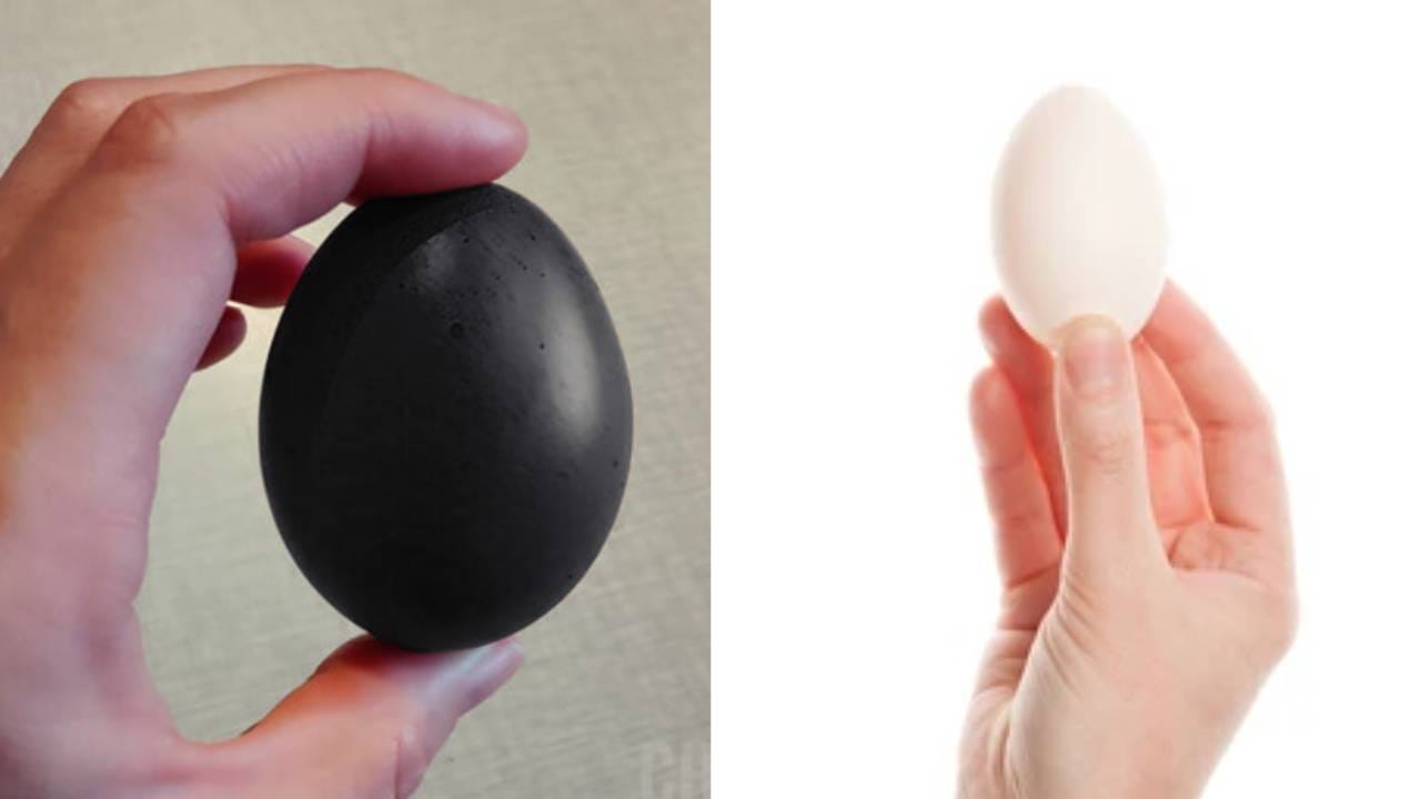 Black Egg -White Egg : काळं अंडं की पांढरं,तब्येतीसाठी कोणतं चांगलं ? दोघांमधला फरक काय ? Black Egg -White Egg : काळं अंडं की पांढरं,तब्येतीसाठी कोणतं चांगलं ? दोघांमधला फरक काय ?