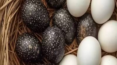 Black Eggs vs White Eggs : काळं अंड विरुद्ध सफेद अंड, प्रोटीनमध्ये खरा बादशाह कोण? कुठलं अंड शरीरासाठी जास्त फायद्याचं? जाणून घ्या