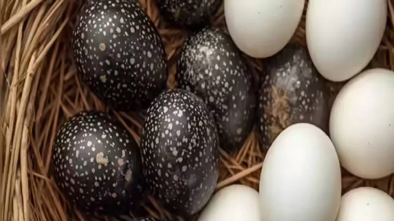 Black Eggs vs White Eggs : काळं अंड विरुद्ध सफेद अंड, प्रोटीनमध्ये खरा बादशाह कोण? कुठलं अंड शरीरासाठी जास्त फायद्याचं? जाणून घ्या
