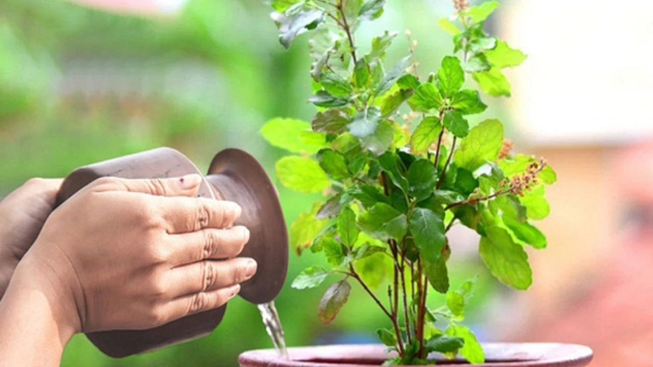तुळशीला पाणी देताना चुकूनही करु नका ‘या’ चुका,जाणून घ्या
