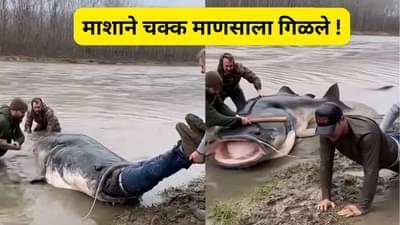 विशाल माशाने चक्क माणसाला अर्धे गिळले, नंतर जे झाले ते थरकाप उडवणारे, Video