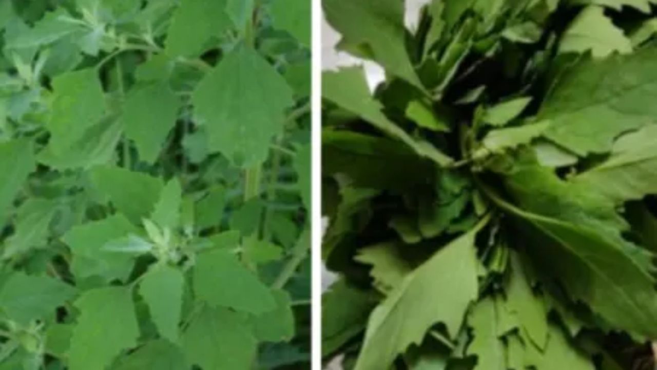 चाकवत भाजीने कोणते आजार बरे होतात?  ही भाजी कोणी खाऊ नये ?