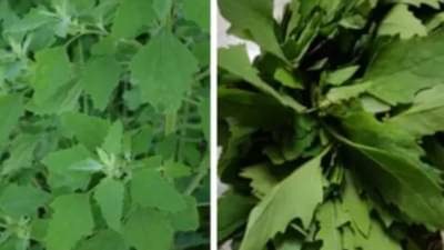 चाकवत भाजीने कोणते आजार बरे होतात?  ही भाजी कोणी खाऊ नये ?