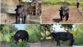 साताऱ्याच्या राधा म्हशीची गिनीज बुकात नोंद; असं काय घडलं?.