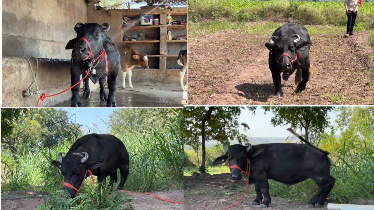 बाई माझ्या म्हशीचा अख्ख्या जगाला लागलाय लळा... साताऱ्याच्या राधा म्हशीची गिनीज बुकात नोंद; असं काय घडलं?