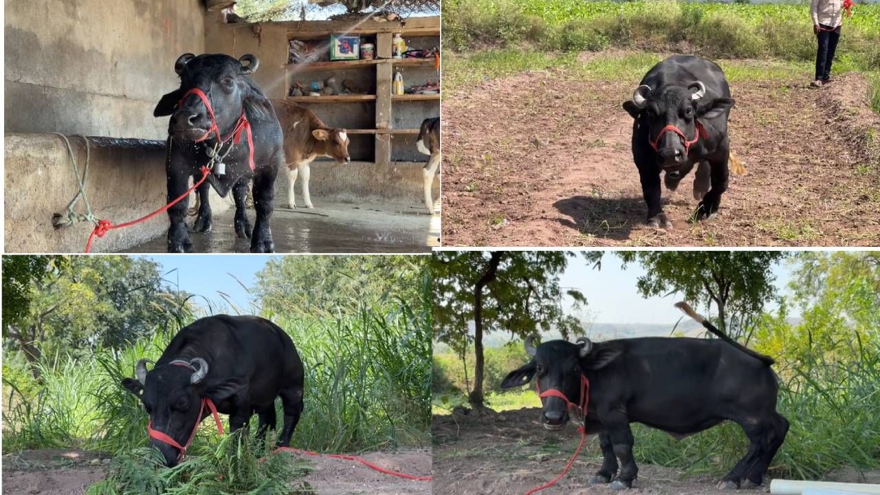 बाई माझ्या म्हशीचा अख्ख्या जगाला लागलाय लळा... साताऱ्याच्या राधा म्हशीची गिनीज बुकात नोंद; असं काय घडलं? बाई माझ्या म्हशीचा अख्ख्या जगाला लागलाय लळा... साताऱ्याच्या राधा म्हशीची गिनीज बुकात नोंद; असं काय घडलं?