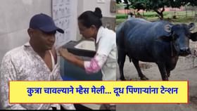 कुत्रा चावला म्हशीला... म्हैस मेली... दूध पिणाऱ्यांना टेन्शन