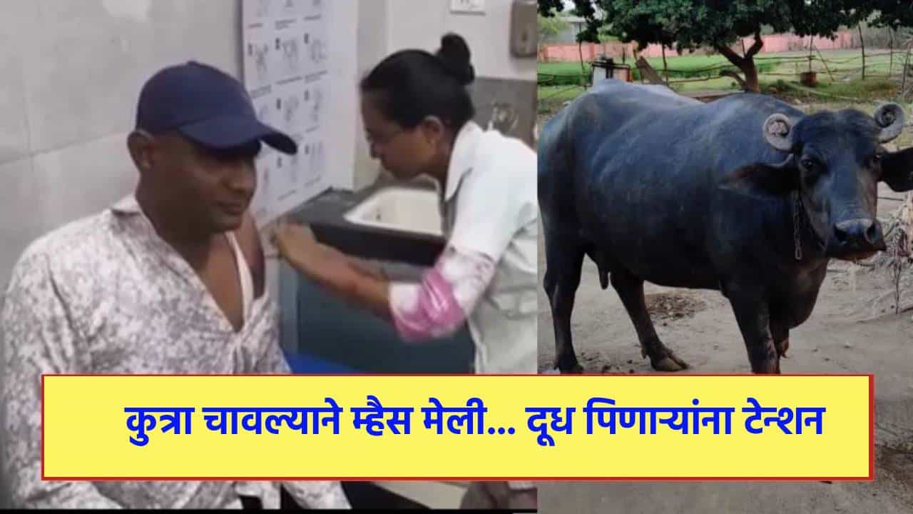 ऐकावं ते नवलचं! कुत्रा चावला म्हशीला... म्हैस मेली... दूध पिणाऱ्यांना टेन्शन, इंजेक्शन घेण्यासाठी रुग्णालयात रांगाच रांगा... कुठे घडलं?