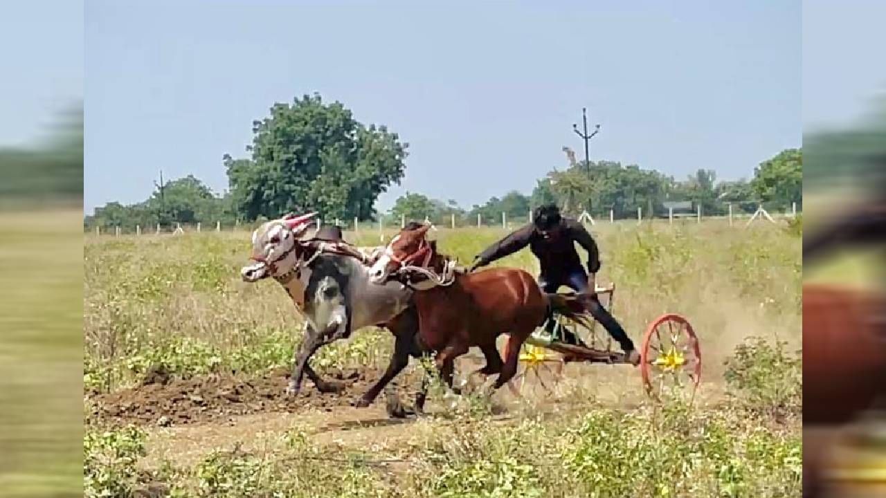जालन्यात बैल विकून शेतकरी  लखपती झाला ,बिजल्या नावाचा बैल 11 लाख 11 हजार रुपयांना विकला गेला असून त्यामुळे शेतकऱ्याचे नशीब पालटलं आहे