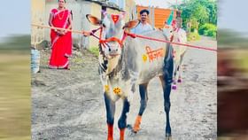 अहो, आश्चर्यम ! बैलामुळे शेतकरी झाला लखपती... तुमच्याकडे बैल असेल तर...