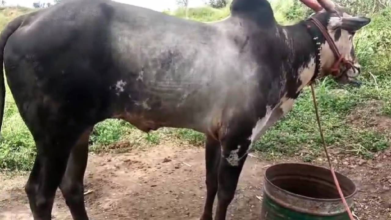 त्याची ताकद, त्याचा वेग यामुळे तो पंचक्रोशीत प्रसिद्ध आहे. तसेच  शंकर पटातला बैल असल्यानं बिजल्याला जास्तीची किंमत मिळाली आहे. त्याला मिळालेली लाखोची किंमत सध्या गावकऱ्यांमध्ये चर्चेचा विषय ठरली आहे. 