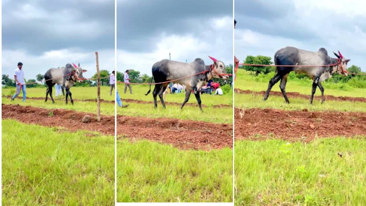 जालना जिल्ह्यातील कानफोडी तांडा येथील पवन राठोड यांचा बिजल्या नावाचा बैल तब्बल 11 लाखांना विकला आहे. सांगली जिल्ह्यातल्या कटरेवाडी येथील सागर कटरे यांनी हा बैल खरेदी केला आहे.