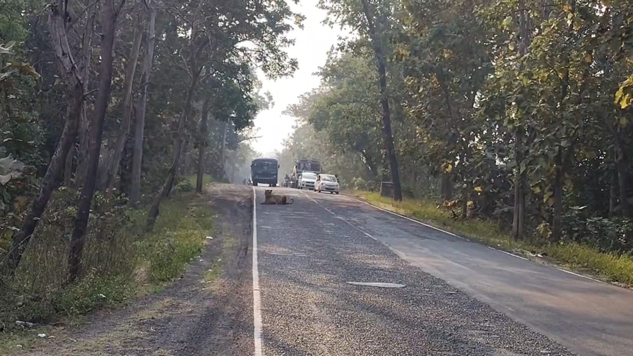 वन कर्मचाऱ्यांनी वाहने आणि वाघ यांच्यात सुरक्षित अंतर ठेवून, रस्त्यावर लोकांची अनावश्यक गर्दी होणार नाही याची काळजी घेतली. वाघाला हुसकावून न लावता, तो स्वतःहून कधी पुन्हा जंगलात जातो, यासाठी वेळ घेतला. साधारण अर्धा तास शांतपणे बसल्यानंतर 'मामा मेल' वाघ स्वतःच्या मर्जीने रस्त्यावरून उठून जंगलाच्या दिशेने निघून गेला.
