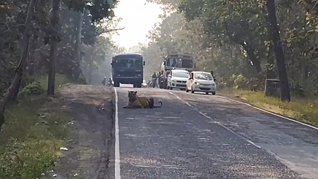 रस्त्याच्या मध्ये वाघ ऐटीत बसल्याने चंद्रपूरहून मुलकडे आणि मुलकडून चंद्रपूरकडे जाणारी वाहने दोन्ही बाजूंना थांबली. साधारण अर्धा तास ही वाहतूक थांबवावी लागली. वाघ रस्त्याच्या मध्यभागी शांतपणे बसलेला असताना अनेक वाहनचालक आणि पर्यटकांनी सुरक्षित अंतर राखत हा क्षण आपल्या कॅमेऱ्यात कैद केला.