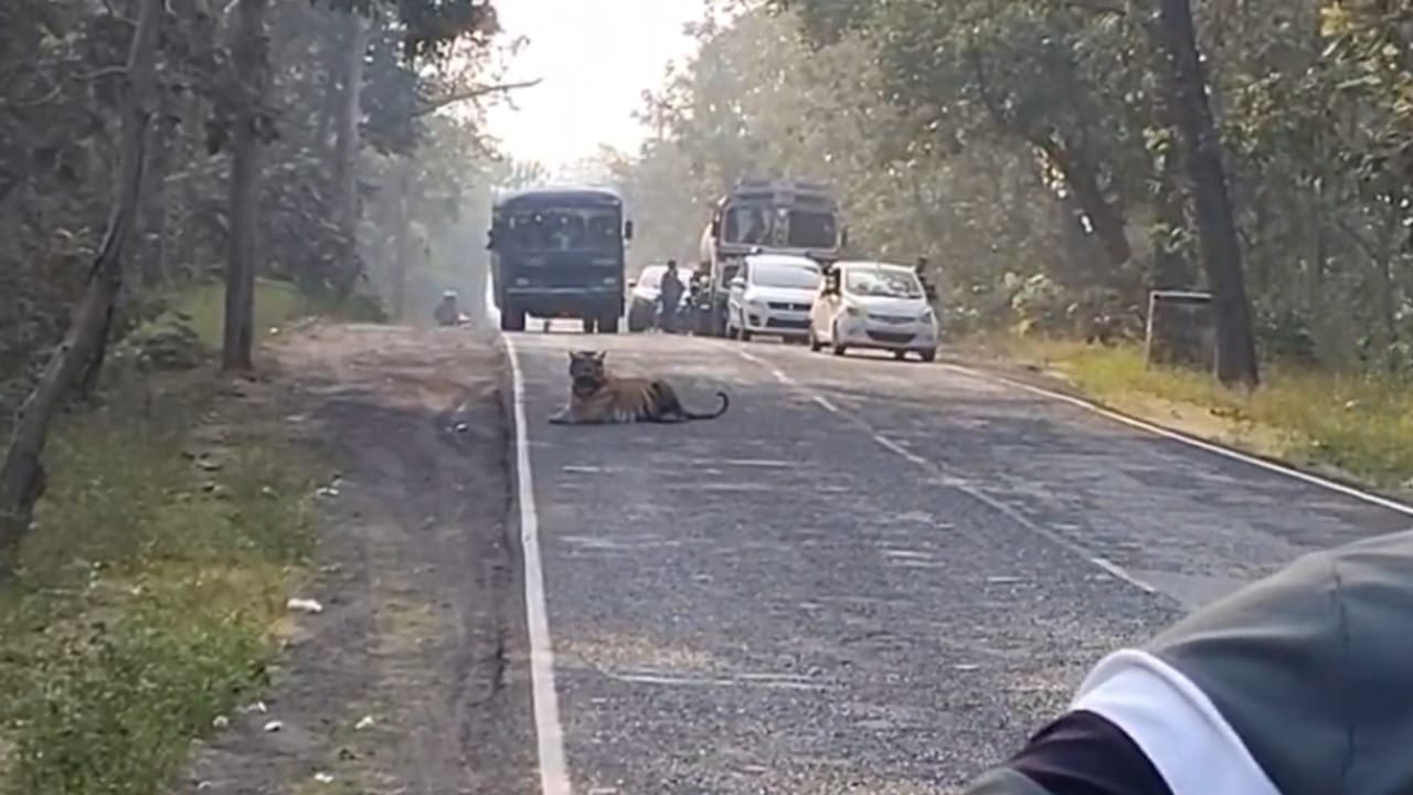 चंद्रपूर-मुल राष्ट्रीय महामार्ग क्रमांक 930 वरील अगडी फायरलाईन परिसरामध्ये दुपारच्या सुमारास ही घटना घडली. हा परिसर ताडोबा-अंधारी व्याघ्र प्रकल्पाच्या (TATR) बफर क्षेत्राला लागून असल्यामुळे या ठिकाणी कायमच वन्यप्राण्यांचा येथे नेहमीच वावर असतो.