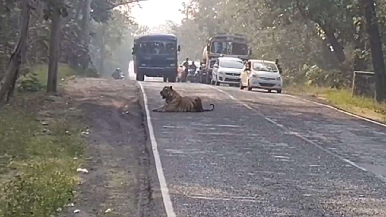 त्यानंतर वन विभागाच्या कर्मचाऱ्यांनी वाहतूक हळूहळू पूर्ववत केली. दरम्यान हा राष्ट्रीय महामार्ग क्रमांक 930 वन्यप्राण्यांच्या हालचालींमुळे गेल्या काही वर्षांत अनेक वेळा चर्चेत आला आहे. वन्यजीव आणि मानवी वस्ती यांच्यातील वाढत्या संघर्षामुळे या मार्गावर वन्यप्राणी दिसण्याचे प्रमाण वाढले आहे.