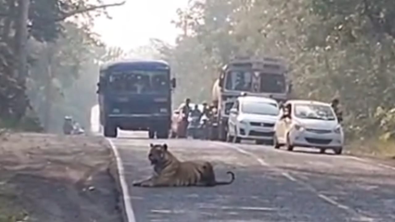 यावेळी वाघाला पाहण्याची भीती आणि उत्सुकता नागरिकांच्या चेहऱ्यावर स्पष्ट दिसत होती. या घटनेची माहिती मिळताच वन विभागाचे कर्मचारी तात्काळ घटनास्थळी दाखल झाले. त्यांनी परिस्थितीचे गांभीर्य लक्षात घेऊन कोणतीही अप्रिय घटना घडू नये यासाठी तातडीने पाऊले उचलली.