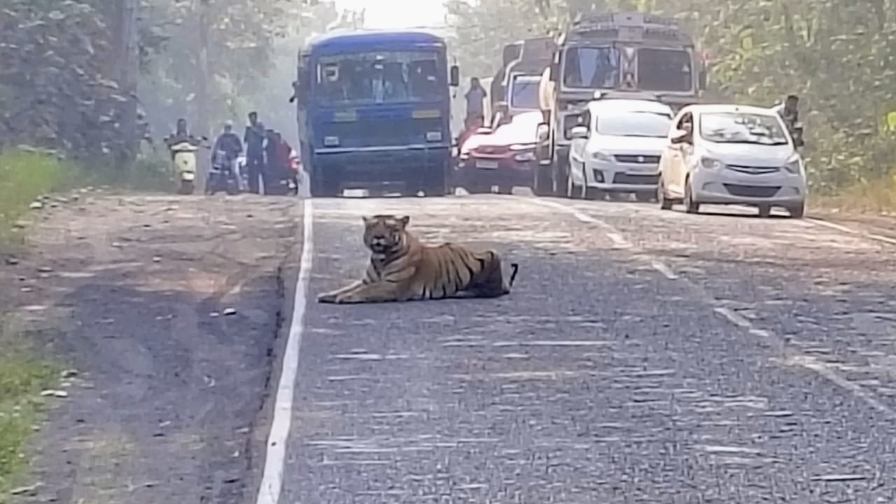 मिळालेल्या माहितीनुसार, मामा मेल या वाघाने महामार्गाच्या अगदी जवळच दोन बैलांची शिकार केली होती. शिकार केल्यामुळे तो परिसरातच वावरत होता. विश्रांती घेण्यासाठी त्याने थेट महामार्गाच्या मध्यभागीच बसला.