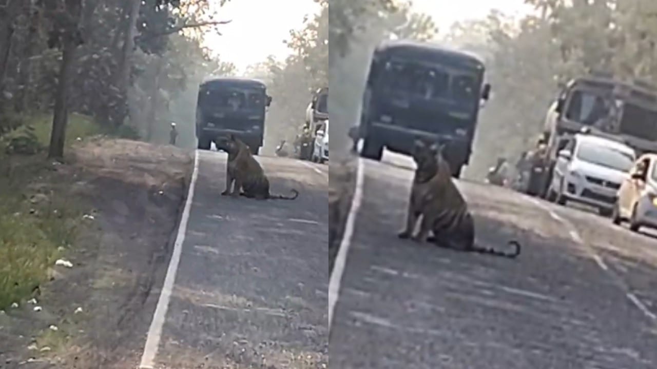 चंद्रपूर जिल्ह्याची ओळख असलेल्या वाघांच्या मुक्त संचारामुळे चंद्रपूर-मुल राष्ट्रीय महामार्ग क्रमांक 930 पुन्हा एकदा चर्चेत आला आहे. आज चंद्रपूर-मुल राष्ट्रीय महामार्गावर मामा मेल या प्रसिद्ध आणि अतिशय धाडसी वाघाने तब्बल अर्धा तास ठिय्या मांडला होता. यामुळे या मार्गावरील वाहतूक पूर्णपणे ठप्प झाली होती.