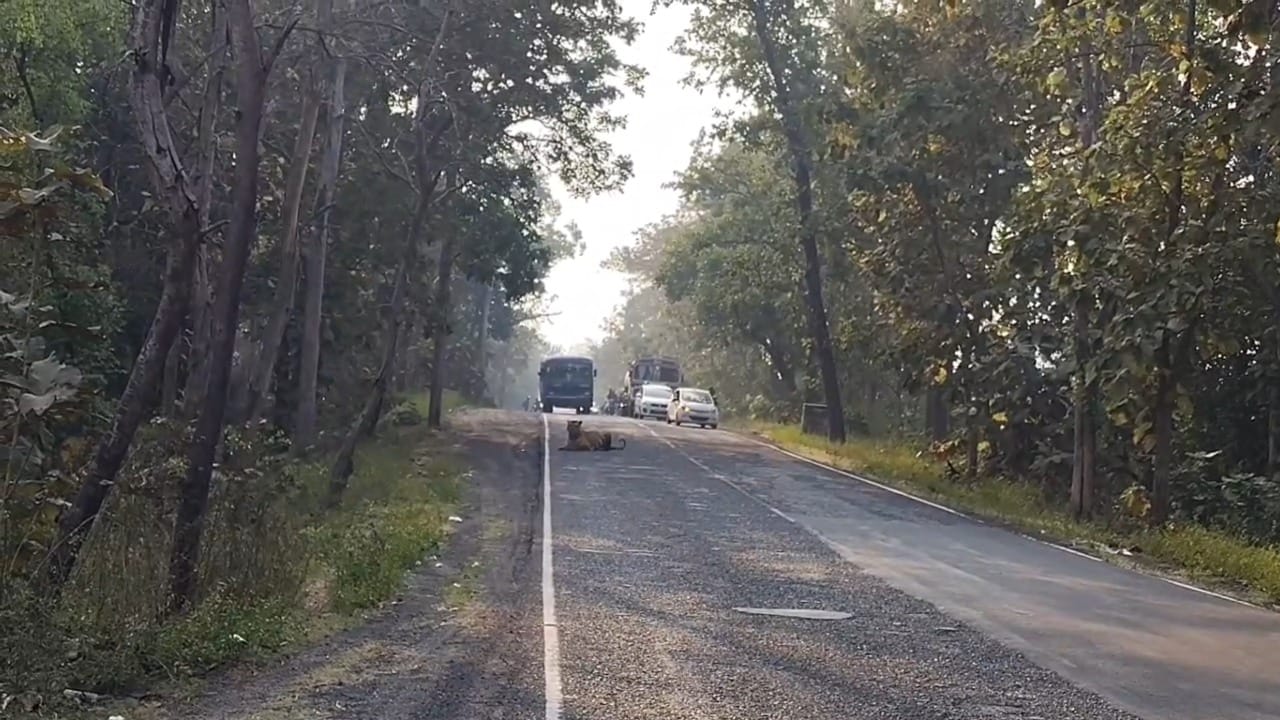 ‘मामा मेल’ या नावाने ओळखला जाणारा हा वाघ आपल्या धीट स्वभावासाठी प्रसिद्ध आहे. त्याला गाड्यांचा आवाज किंवा माणसांची उपस्थिती याची अजिबात पर्वा नसते. तो मुक्तपणे संचार करतो.