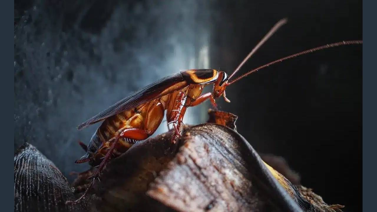 स्वयंपाक घरात रात्री झुरळांचं राज्य असतं. रेस्टॉरंट, हॉटेलच्या किचनपासून ते सांडपाण्यापर्यंत यांची वर्दळ सहज दिसून येते. रात्री तर ते हमखास दिसून येतात. त्यांच्यासाठी पेस्ट कंट्रोल करा की अजून काही उपाय करा. काही दिवसांनी हा प्राणी दोन अँटिन्यासह तुम्हाला खिजवतोच.