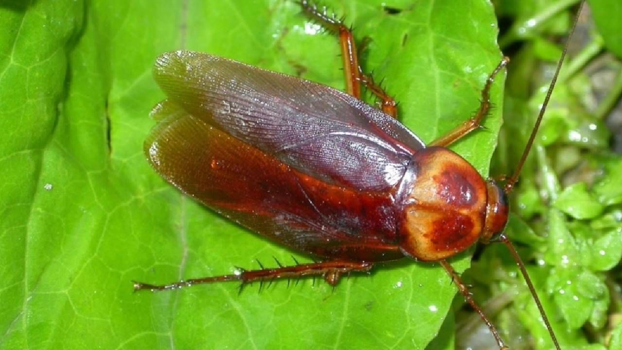 प्राणी तज्ज्ञांच्या मते, पृथ्वीवरील प्राचीन प्राण्यांमध्ये झुरळांचा क्रमांक सर्वात वरचा आहे. कारण ते 35 कोटी वर्षांपूर्वी सुद्धा झुरळ होती आणि आजही त्यांचे वंशज प्रत्येक वातावरणात तग धरून आहेत. निसर्गाच्या वरदानामुळे त्यांना नष्ट करता आलेले नाही. त्यांच्यानंतर आलेले डायनासोर गायब झाले. पण झुरळ अजूनही आहेत.