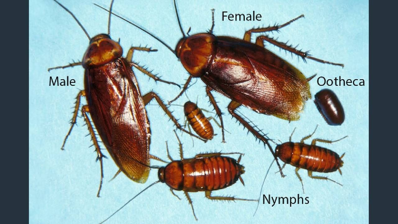 तर झुरळाच्या शरिरात गँगलियोन असते. जसे मानवाकडे मेंदू असतो आणि तो शरिरावर नियंत्रण ठेवतो. तसेच झुरळाच्या शरीरात तीन गँगलियोन असतात. एक डोक्यात एक पोटात आणि मध्य भागी असते. त्यामुळे झुरळाचे डोके जरी तुटले अथवा ठेचल्या गेले तरी शरीरातील इतर गँगलियोन शरीराचे काम सुरुच ठेवतात.