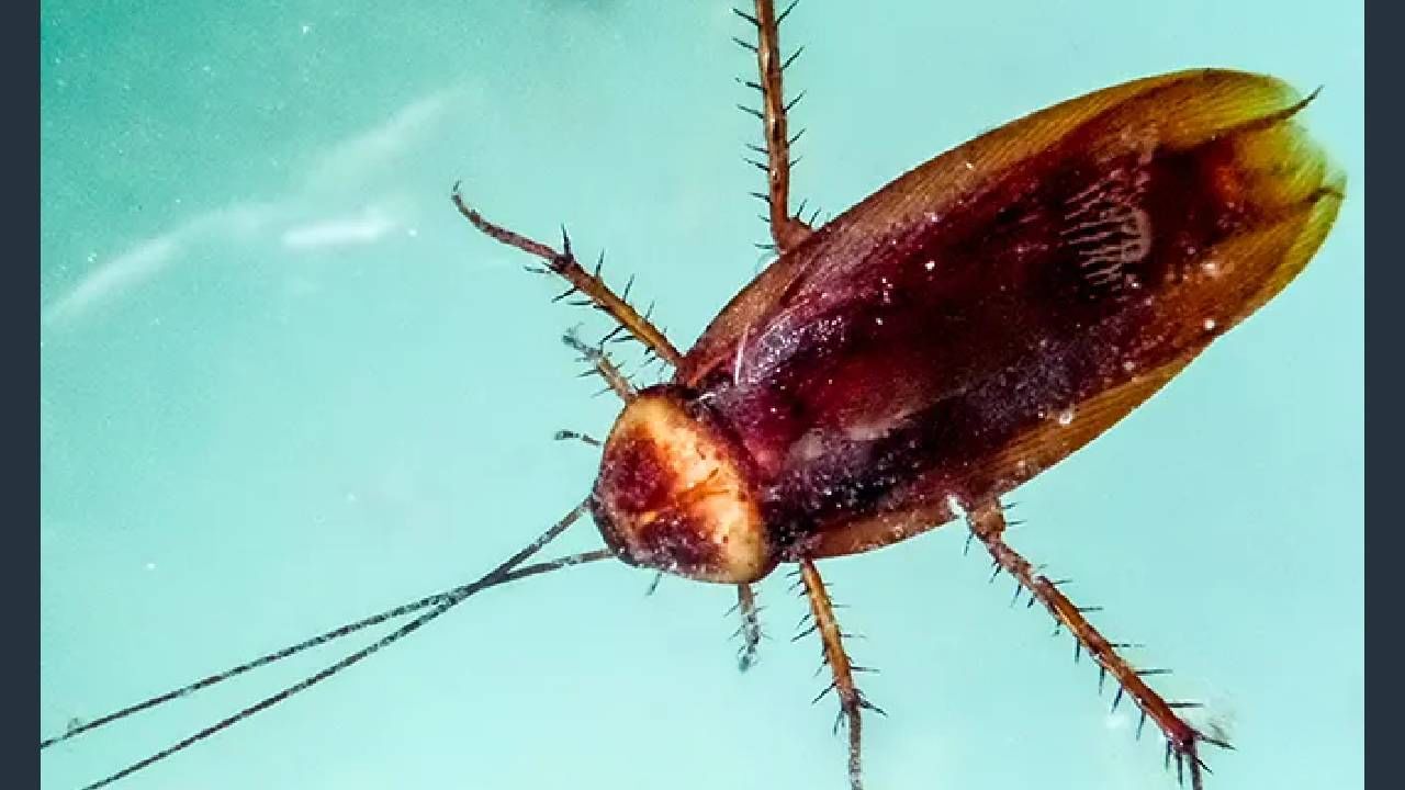 झुरळाच्या शरिरात अनेक छोटे छोटे छिद्र असतात. त्याला स्पायरकेल्स म्हणतात. येथून झुरळ श्वास घेते. ते शरिराच्या विविध भागात असल्याने गॅस एक्सचेंज होतो. त्यामुळे डोके जरी तुटले तरी झुरळ जीवंत राहते.