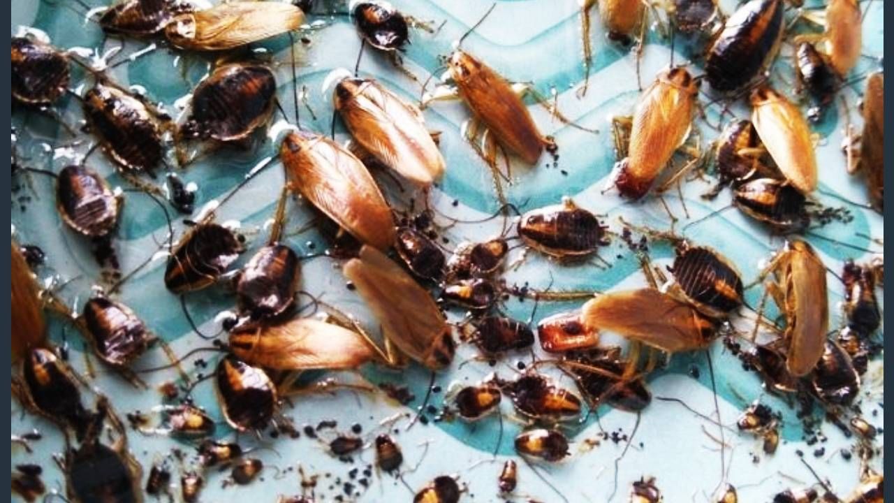 झुरळ काहीही न खाता एक महिना जिवंत राहू शकते. तर पाण्याविना एक आठवडा जिवंत राहू शकते. जेव्हा याचे डोके तुटते तेव्हा झुरळ जवळपास एक आठवडा जिवंत राहते. पण डोके तुटल्यावर तोंड नसल्याने त्याला पाणी पिता येत नाही आणि ते एक आठवड्यानंतर मरते. एक झुरळ साधारणपणे एक वर्षे जगते आणि या काळात अनेक झुरळ जन्माला घालते.