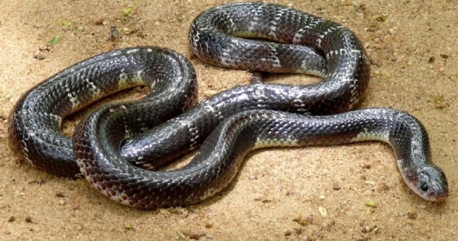 (टीप- या लेखातील सर्व माहिती ही प्राथमिक स्वरुपाची आहे. सविस्तर माहितीसाठी किंवा कोणताही प्रयोग करण्याआधी त्या-त्या क्षेत्रातील तज्ज्ञांशी संपर्क साधावा)