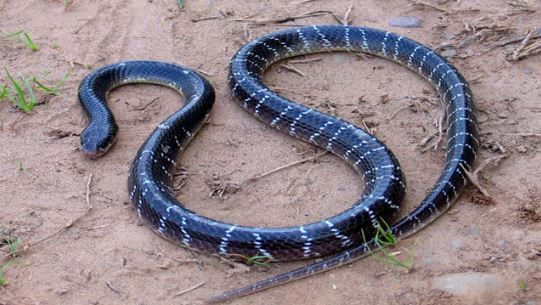 सापाला पाहताच आपण घाबरून जातो. काही साप हे चांगलेच विषारी असतात. बहुसंख्य साप हे बिनविषारी असतात. अज्ञानामुळे, भीतीपोटी साप दिसताच आपण त्यांना मारून टाकतो.