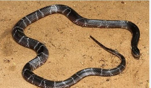 दरम्यान, या पृथ्वीवर असे काही साप आहेत, जे फारच विषार आहेत. काही साप तर किंग कोब्रापेक्षाही घातक असतात. अशाच एका सापाला सायलेंट किलर म्हटले जाते. कॉमन करैट स्नेक असे या प्रजातीचे नाव आहे.