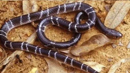 सापाची ही प्रजाती फार विषारी असते. हा साप एकदा चावला की त्रास जाणवत नाही. मात्र दंश केल्यानंतर पुढच्याच काही तासांत व्यक्तीचा मृत्यू होतो. सापाने दंश केल्यामुळे मृत्यू झाला आहे, हे समजतही नाही.