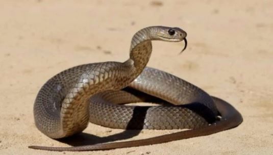 कॉनम करैट हा साप कोब्रा नागापेक्षा पाच पटीने विषारी असतो, असे म्हटले जाते. हा साप नेपाळ, बांगलादेश, श्रीलंका, पाकिस्तान यासारख्या देशांत आढळतो.