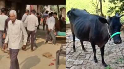 या गावातील गावकऱ्यांना फुटला घाम... मरणाच्या भीतीने उडाली गाळण... 200 लोक प्यायले रेबीज संक्रमित गायीच्या दुधाचं पंचामृत, आता...