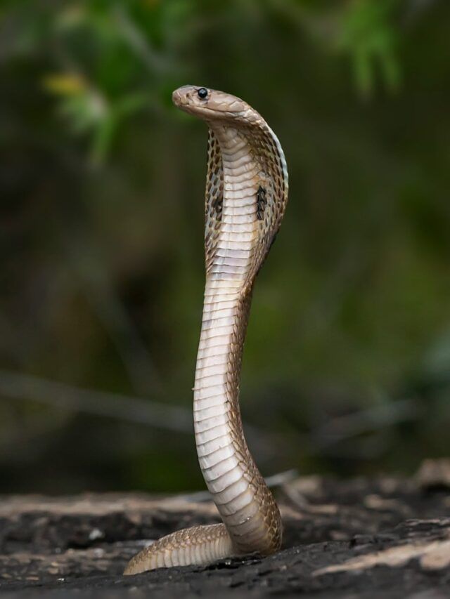 विषारी की बिनविषारी, कोणते साप जास्त जगतात ?