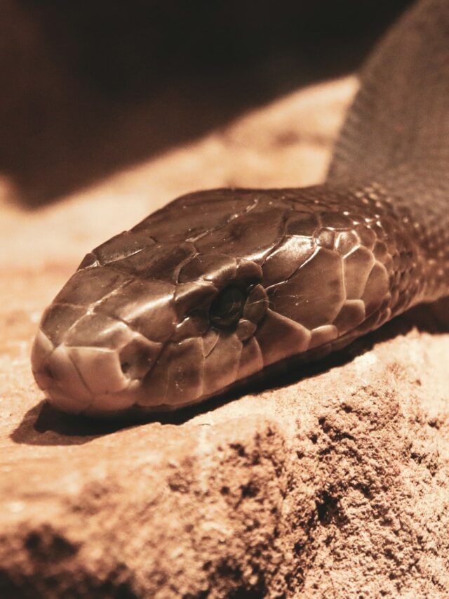 ब्लॅक मांबा VS किंग कोब्रा, कोण जास्त विषारी ?