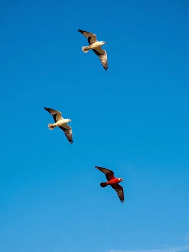 कोणत्या पक्ष्यांचे दर्शन शुभ मानले जाते?