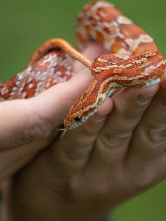 हे 5 साप आकाराने लहान, परंतू तरीही खतरनाक !