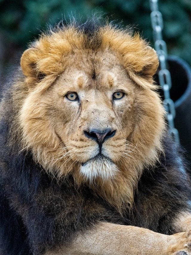 केवळ 7 कोटी लोकसंख्येच्या या देशात सर्वाधिक सिंह राहतात.