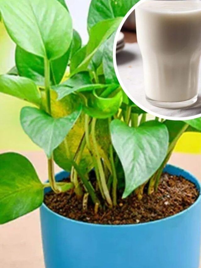 मनी प्लांटच्या कुंडीतील मातीत दूध मिसळल्यास काय होते?