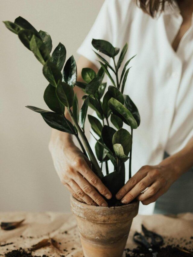 हिवाळ्यात रोपांना किती आणि कसे पाणी द्यावे?