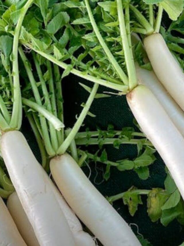 थंडीत मुळा खाताय, पण खाताना ही घ्या काळजी…