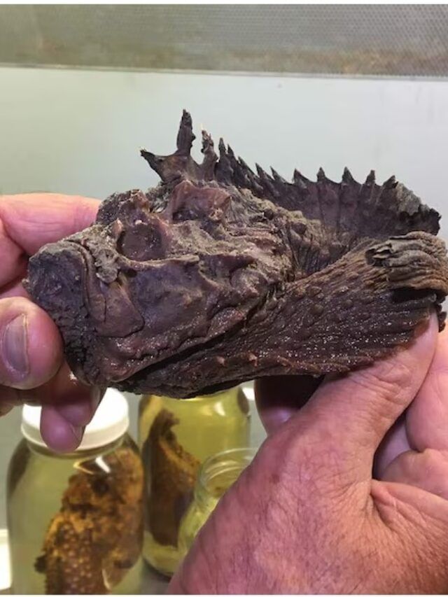 सापापेक्षा विषारी असतो हा मासा, स्पर्श करताच माणसाचा होतो मृत्यू