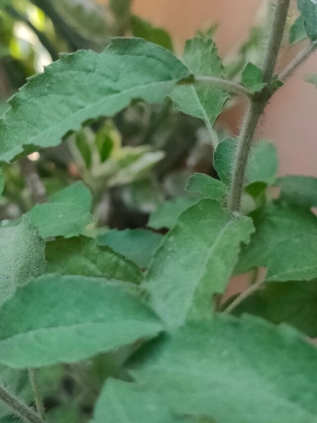 थंडीत तुळशीच्या पानांसोबत हा पदार्थ खाल्ल्याने सर्दी-पडसे होईल गायब