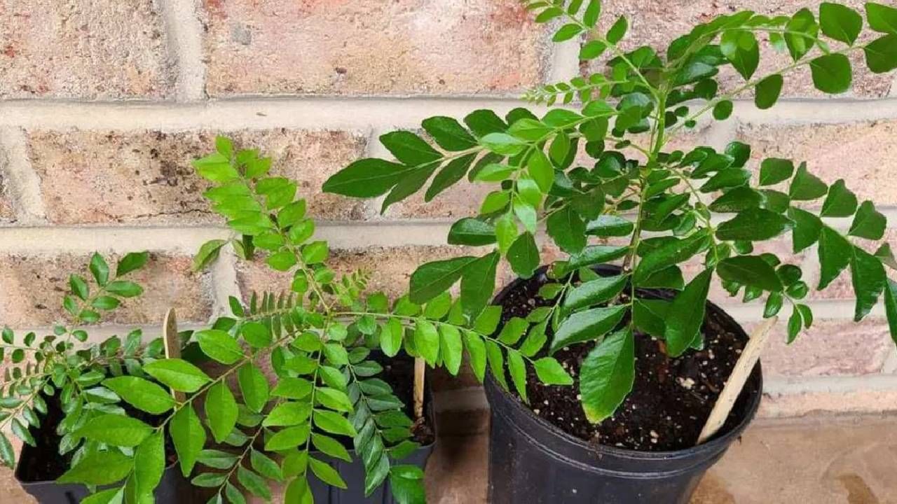 अख्खं रोप कढीपत्त्याने भरून जाईल, ‘ही’ ट्रिक वापरा